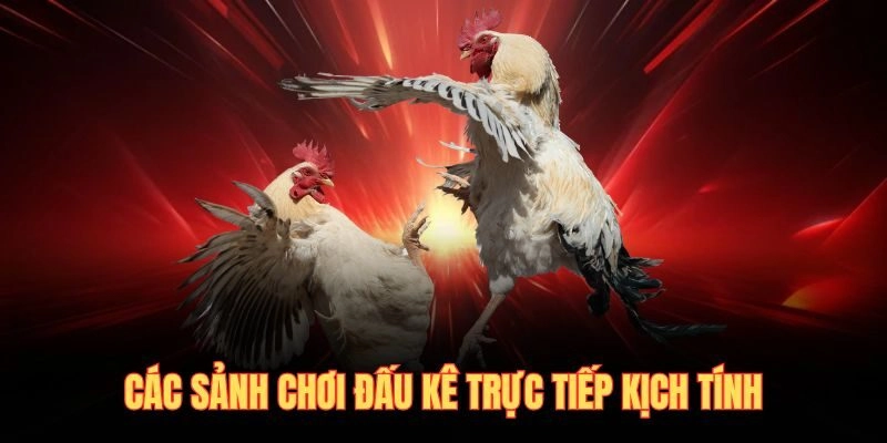 Các sảnh chơi đấu kê trực tiếp kịch tính