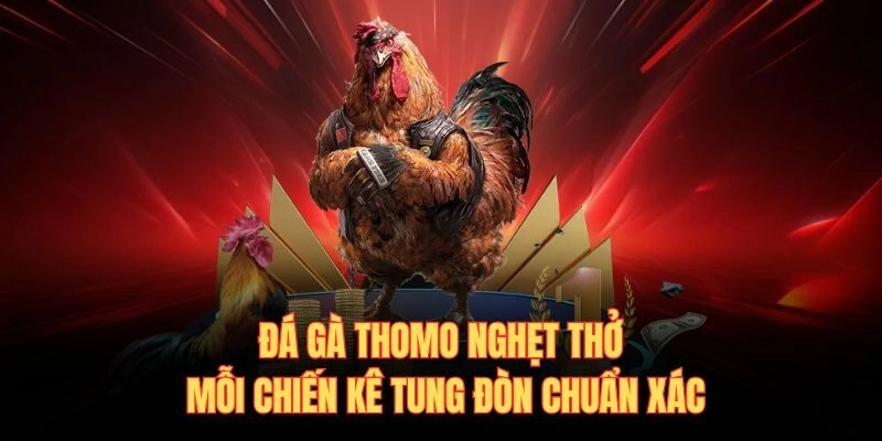 Đá Gà Thomo Nghẹt Thở Mỗi Chiến Kê Tung Đòn Chuẩn Xác