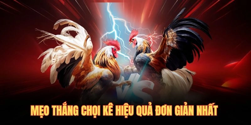 Mẹo thắng chọi kê hiệu quả đơn giản nhất