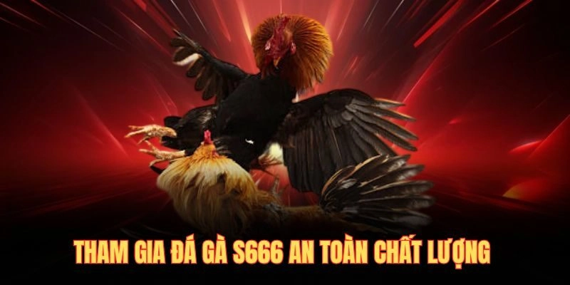 Tham gia đá gà S666 an toàn chất lượng